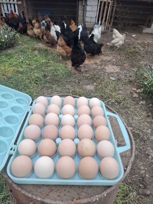 Домашний яйцо (тухум)