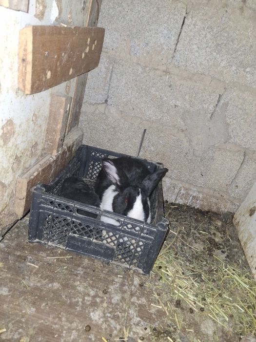 Panda 2 ta bolasi bilan yana bugoz qochgan