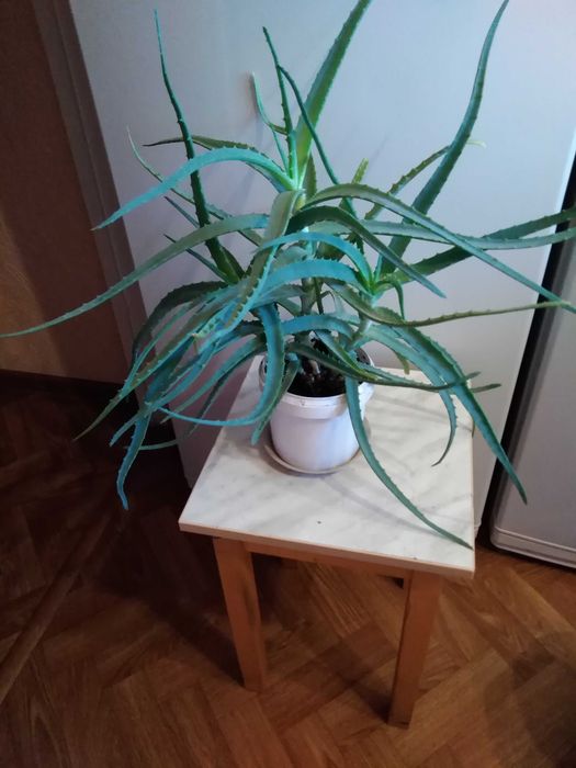Алоэ лечебный 3 года