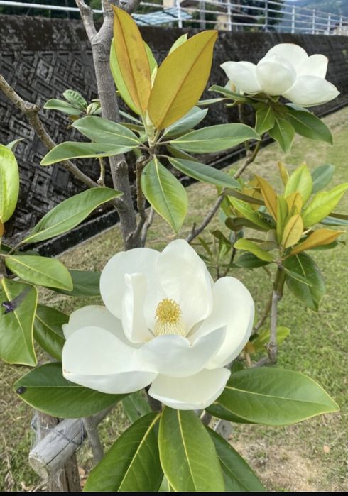 Магнолии Грандифлора