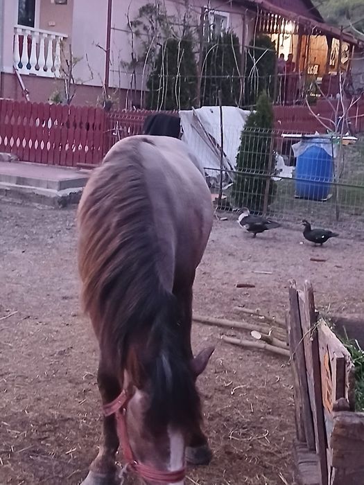De vanzare Manz de 1 an si 8 luni
