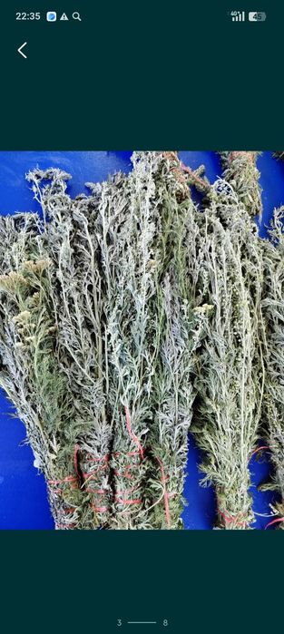 Веники в баню оптом