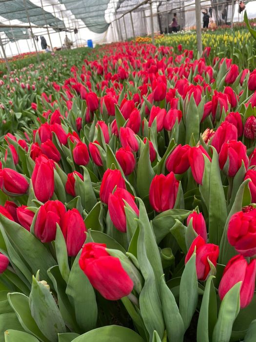 Тюльпаны оптом Шымкент