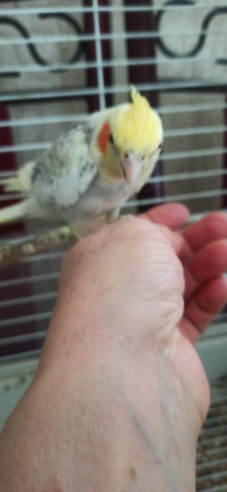 Попугай   ручной