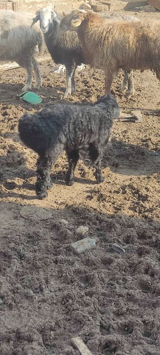 Козы сатилади 55 000