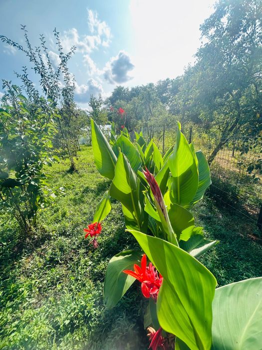 5 Bulbi Canna Indica , rosu