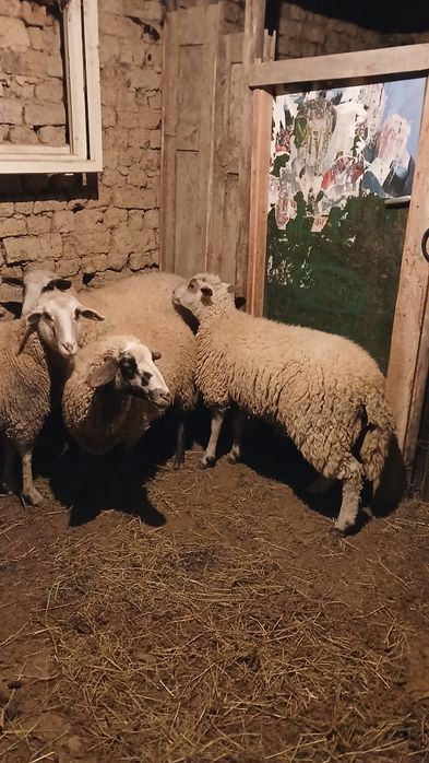 Коч на 1 година няма лоши навици