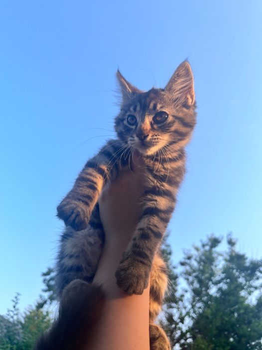 Spre adopție responsabilă