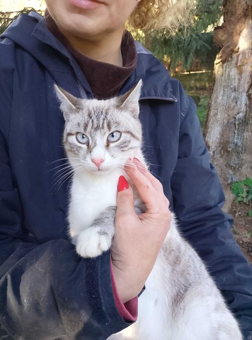 Petsitter dedicat, mare iubitoare de câini și pisici, cu 20 de ani de experiență asigur îngrijire și hrană, plimbari și mângâiere, joacă