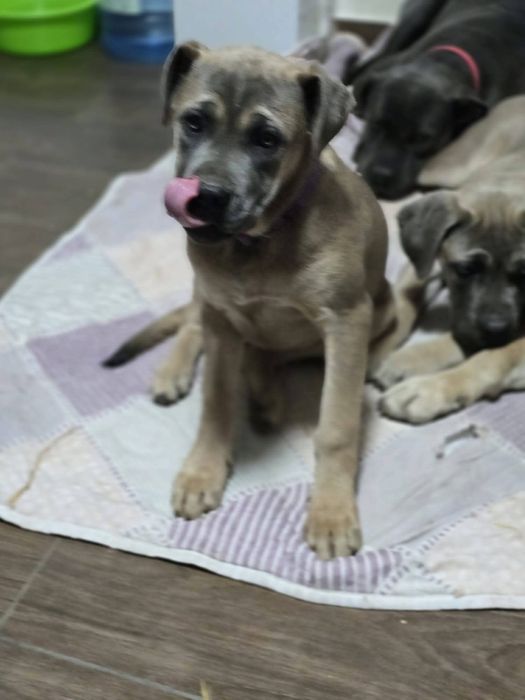 Cane Corso cu Pedigree