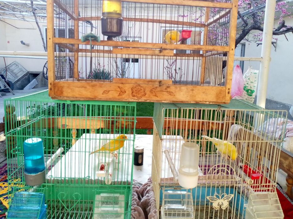 Нар канарейкалар сотилади.