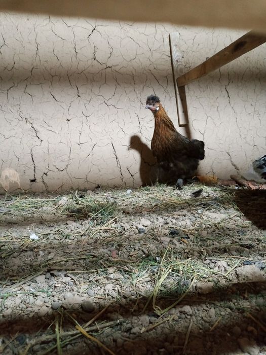 Таза канды тауыктар