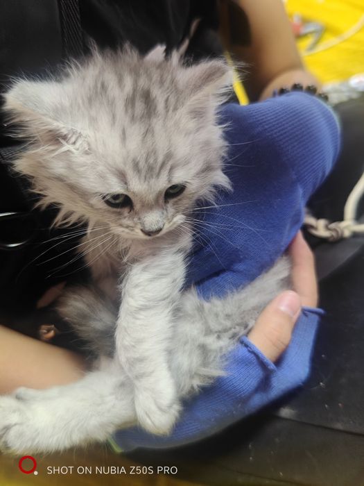 Кошечка 2 месяца примерно