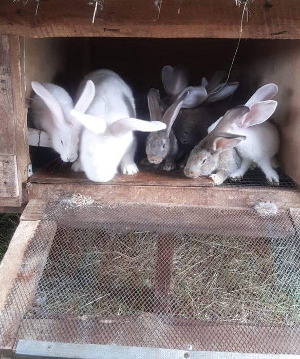 Продаю кроликов, самок и самцов