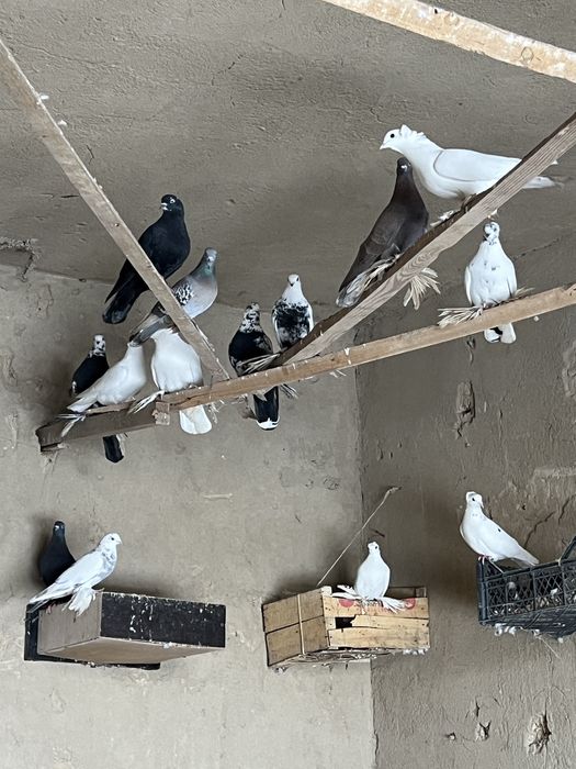 Голуби двухчубы чубатыи соч есть бакинец такла