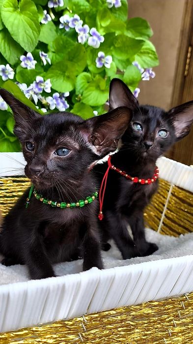 Эксклюзивные Ориентальные котятки
