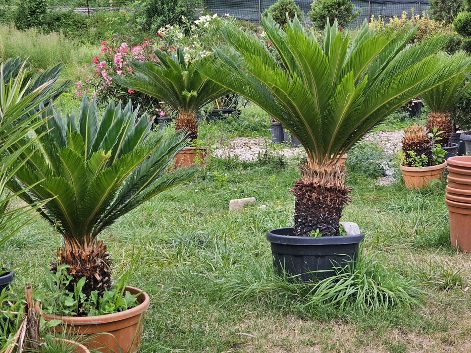 Cycas palmieri, plante exotice