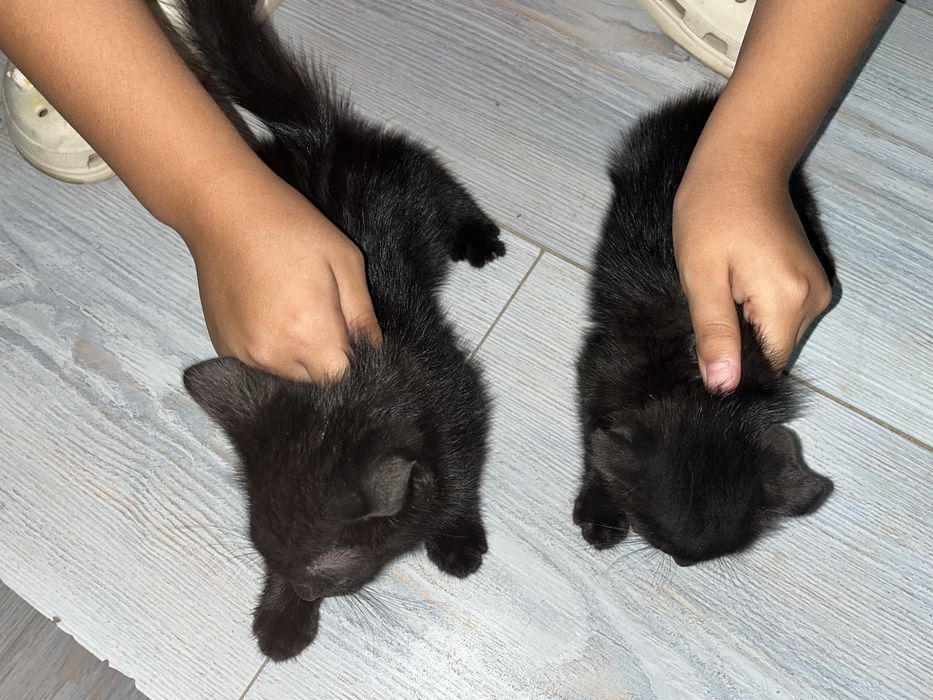 Раздаю котят в добрые руки