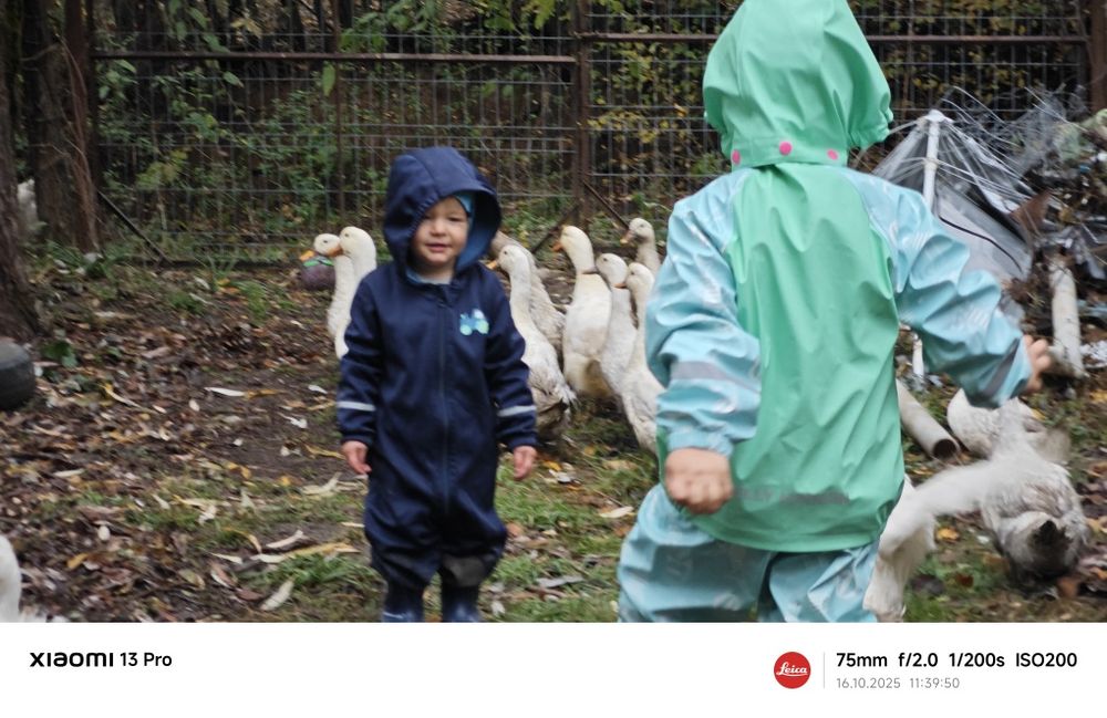 Rațoi albi de 8 luni