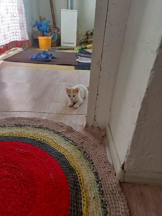 Котёнки пушистые