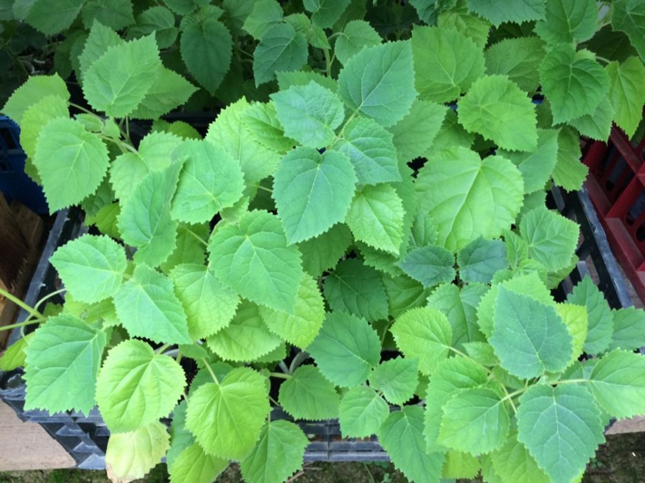 vand paulownia,seminte si rasad pana in august !