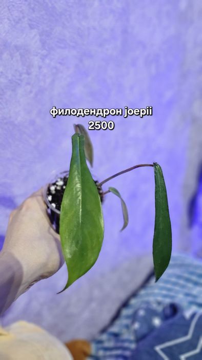 Продажа/обмен растений