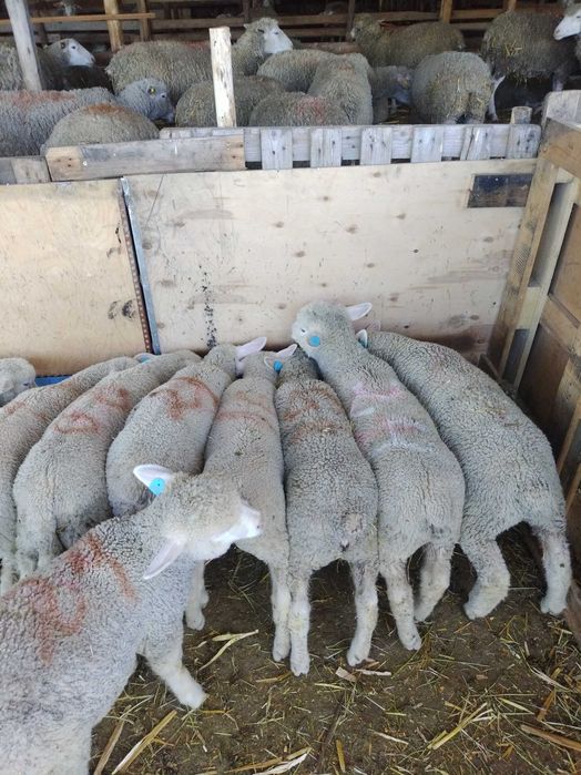 Агнета Ил дьо Франс