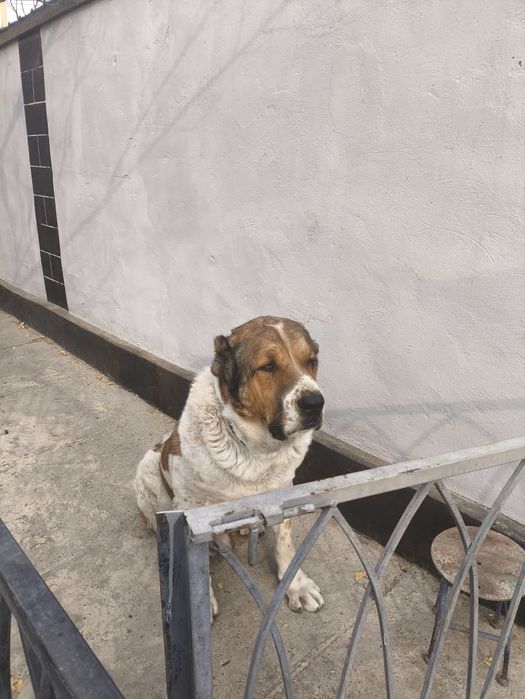 Щенки аллабайчики