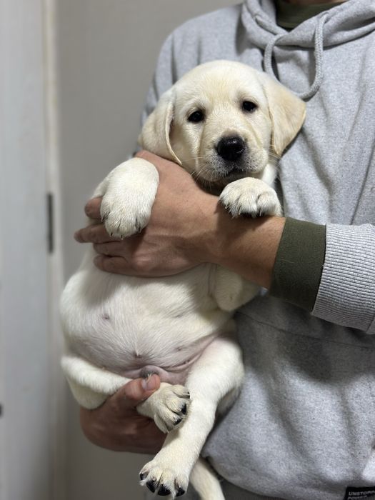 Лабрадор ретривер