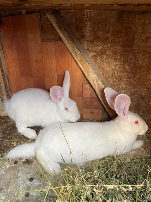 Vând tineret de 4 luni hycole francez