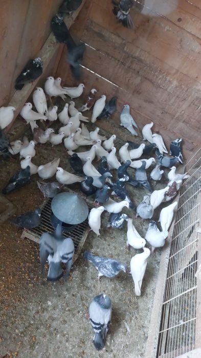 Porumbei voiajori  albi si colorati