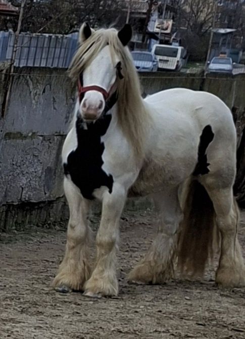 Vand Gypsy Vanner
