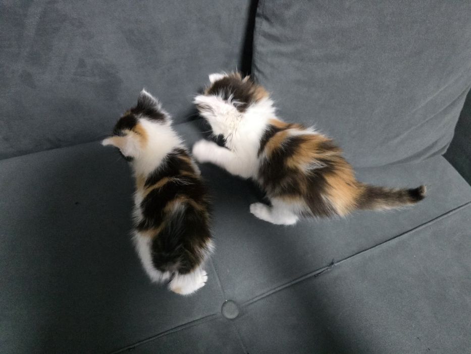 Отдам котят в добрые руки!