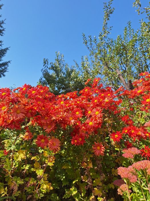 Продам саженцы сентябрины