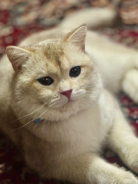 Vyazkaga britanskiy zolataya shinshilla point