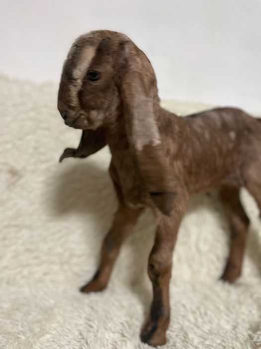 Козлик камори нуб