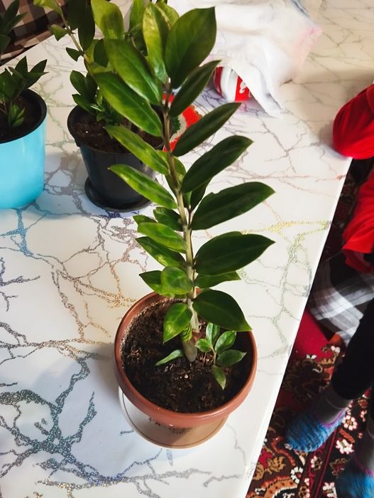 Ақша шақыратын Доллар гүлдер!