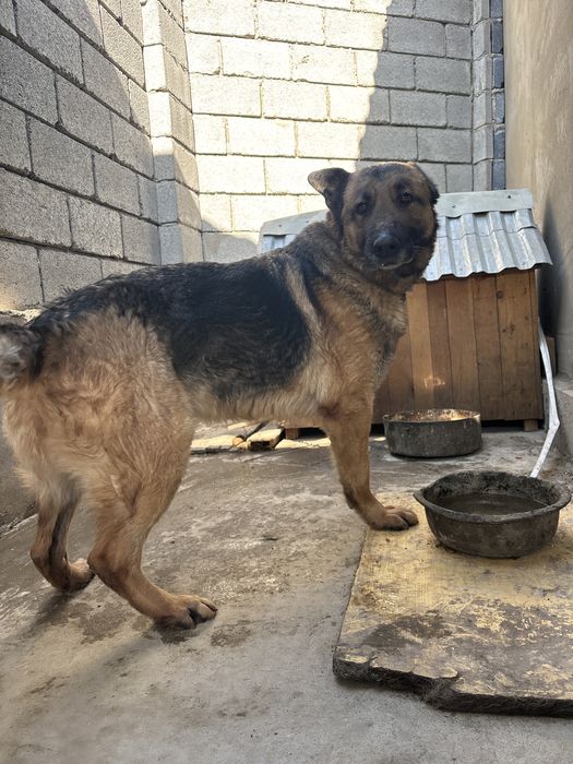 немецкий овчарка .