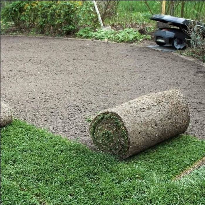 Tuia leylandii super oferta