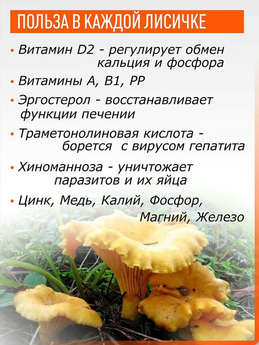 Ежовик гребенчатый