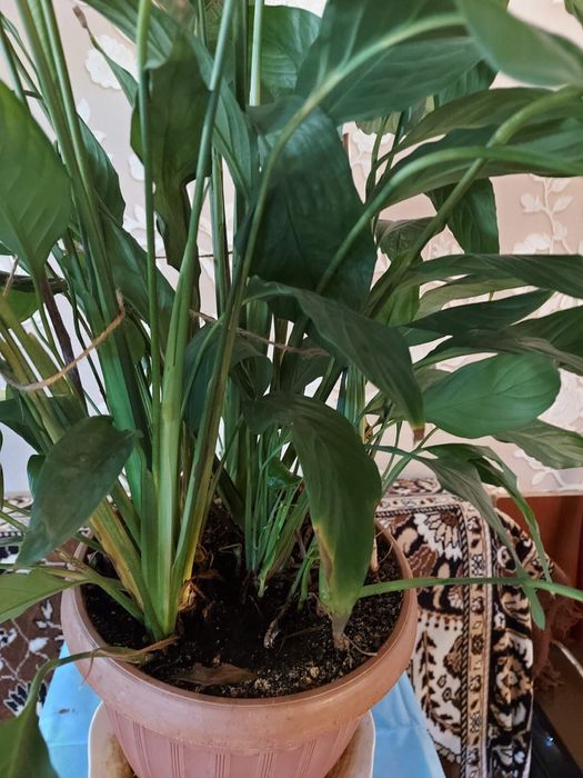 Спатифиллум, крупные растения