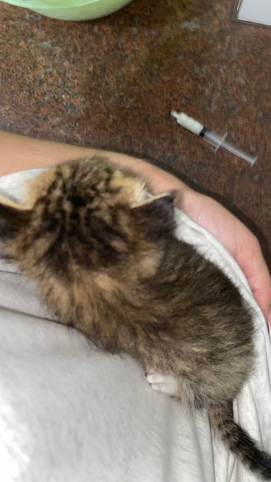 Кошка шымкент 2 не
