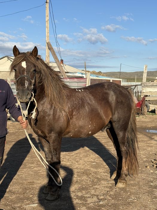 Полутяж айғыр сатылады