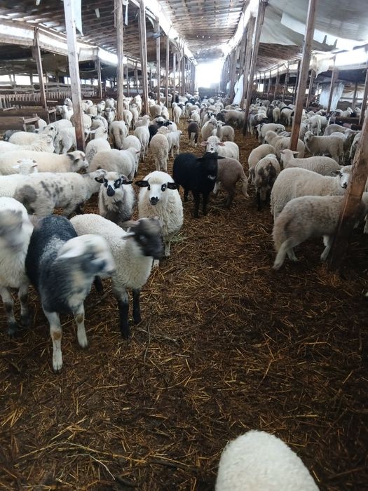 Miei de vânzarede la 20kg până la50kg