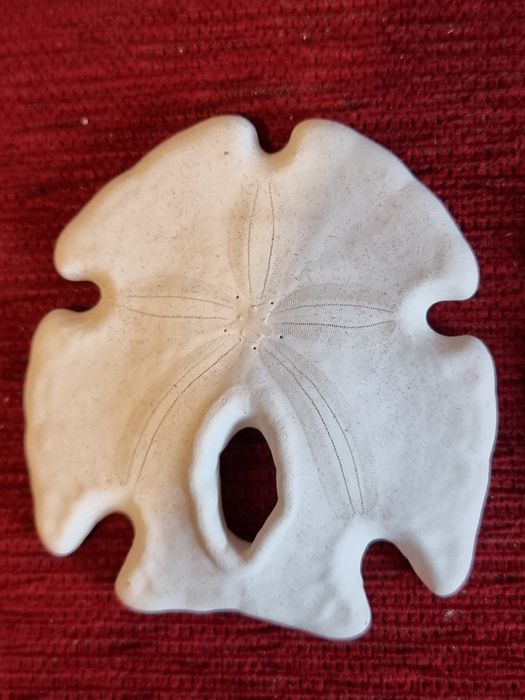 Scoici si Dolari de nisip(Arrowhead ), Sea Biscuit Puffy specimen de c