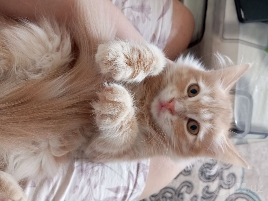 Сибирские котьята