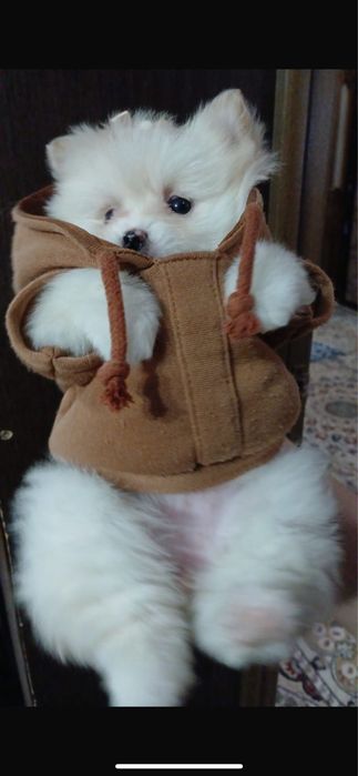 Немецкий шниц күшігі