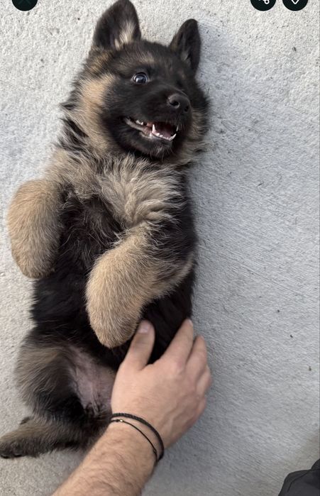 Ciobanesc german