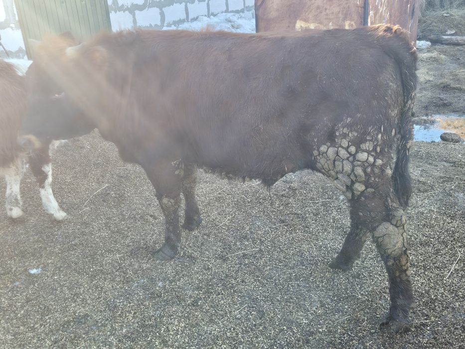 Продам бычок 1 год