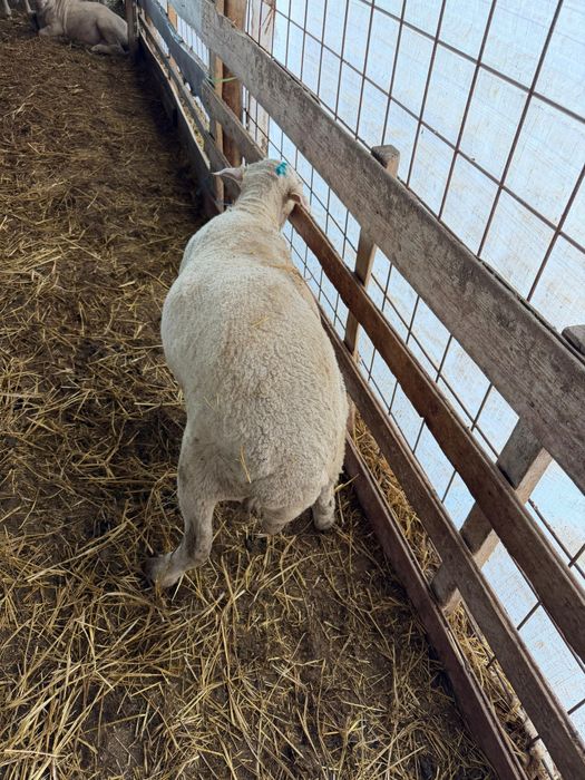 Berbecuți grași pentru tăiat